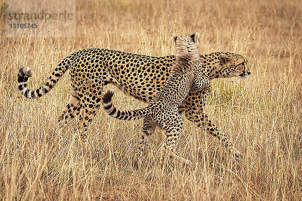 Gepardenjunges (Acinonyx jubatus) auf den Hinterbeinen ringt mit einem Geparden  Maasai Mara National Reserve; Kenia