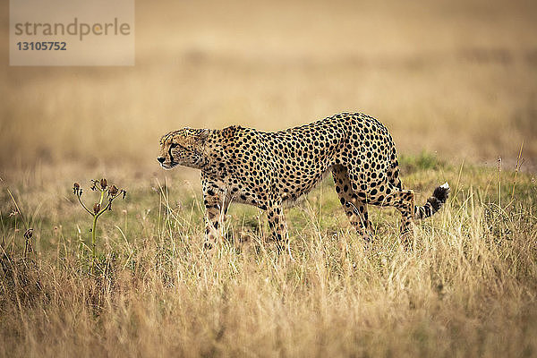 Gepard (Acinonyx jubatus) auf Savannenwanderung durch langes Gras  Maasai Mara National Reserve; Kenia