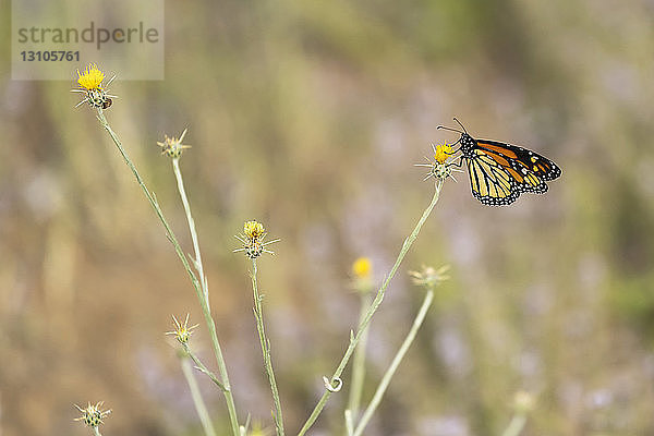 Monarchfalter (Danaus plexippus) auf einer gelben Sterndistel (Centaurea solstitialis); Ashland  Oregon  Vereinigte Staaten von Amerika