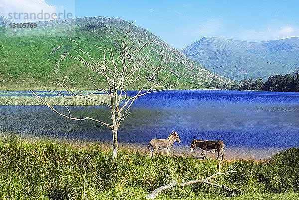 Delphi Valley Co Mayo Irland;Esel an einem stillen Wasser stehend