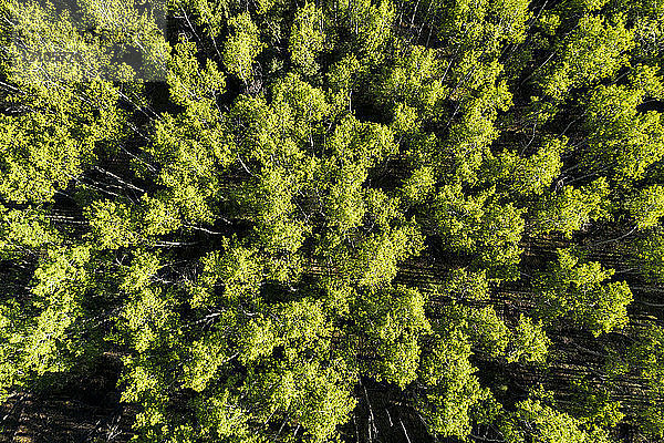 Luftaufnahme eines baumbestandenen Waldes  westlich von Turner Valley; Alberta  Kanada