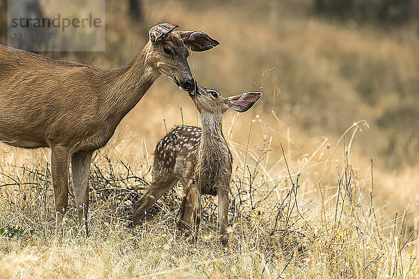 Weißwedelhirschkalb (Odocoileus virginianus) mit seiner Mutter im Cascade Siskiyou National Monument; Ashland  Oregon  Vereinigte Staaten von Amerika