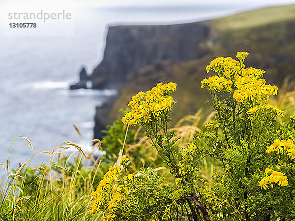 Nahaufnahme von leuchtend gelben Wildblumen mit den Cliffs of Moher im Hintergrund; Ennistymon  Grafschaft Clare  Irland
