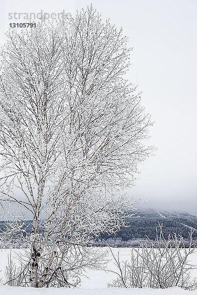 Raureif bedeckt einen Baum mit einem Berg und niedrigen Wolken in der Ferne; Thunder Bay  Ontario  Kanada