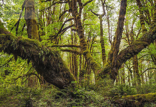 Dickes Moos hängt von den Bäumen in einem Regenwald in der Nähe des Cowichan-Sees; British Columbia  Kanada