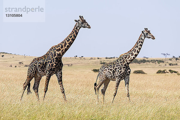 Männliche und weibliche Giraffe (Giraffa camelopardalis tippelskirchii) spazieren im Gras  Maasai Mara National Reserve; Kenia