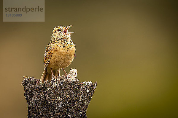 Singende Zistensängerin (Cisticola juncidis) auf einem toten Baumstumpf  Maasai Mara National Reserve; Kenia