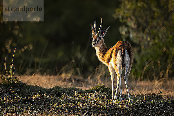 Thomson-Gazelle (Eudorcas thomsonii) steht in der Savanne und schaut zurück  Maasai Mara National Reserve; Kenia