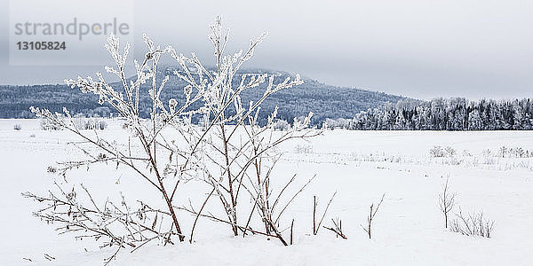 Raureifbedeckte Bäume im Winter mit einem Berg in der Ferne; Thunder Bay  Ontario  Kanada