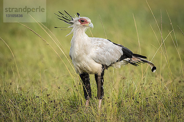 Sekretärvogel (Sagittarius serpentarius) steht im Gras der Savanne  Maasai Mara National Reserve; Kenia