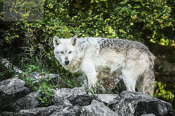 Wolf (Canis lupus) steht auf einem Felsen im Wald und schaut in die Kamera; Ely  Minnesota  Vereinigte Staaten von Amerika