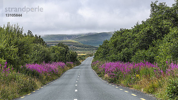 Straße auf dem Wild Atlantic Way  gesäumt von leuchtenden Wildblumen; Glenamoy  Grafschaft Mayo  Irland