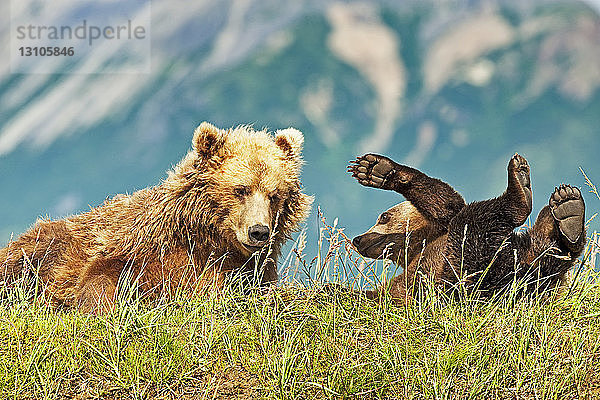 Kodiakbär (Ursus arctos middendorffi)  Sau und verspieltes Junges im Gras an einem Berghang  Katmai National Park; Alaska  Vereinigte Staaten von Amerika