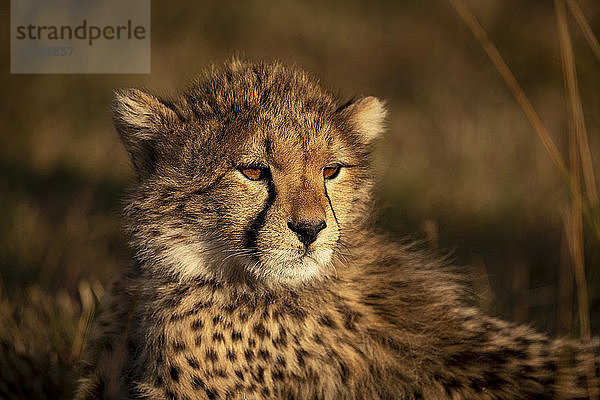 Nahaufnahme eines Gepardenjungen (Acinonyx jubatus) im goldenen Licht  Maasai Mara National Reserve; Kenia