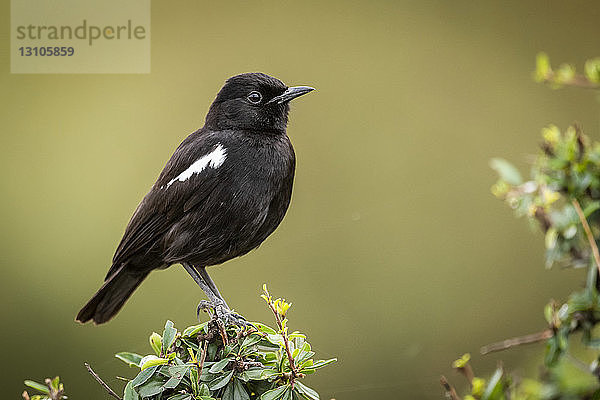 Rußkehlchen (Myrmecocichla nigra) im Profil im Busch sitzend  Maasai Mara National Reserve; Kenia