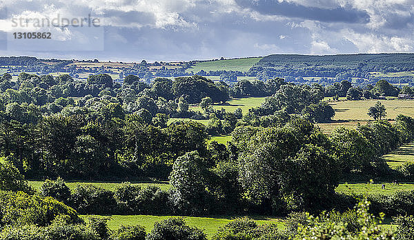 Üppig grüne Bäume und Felder unter einem bewölkten Himmel; Ballingarry  Grafschaft Limerick  Irland