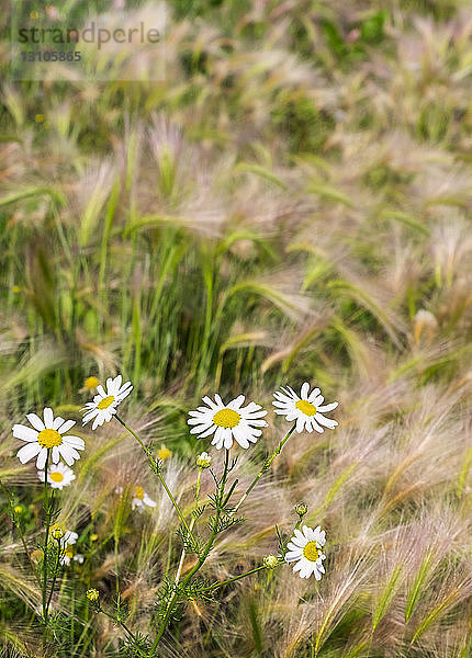 Wilde duftlose Kamille (Anthemis arvensis) und wild wachsendes Fuchsschwanzgerstengras (Hordeum jubatum); Stony Plain  Alberta  Kanada