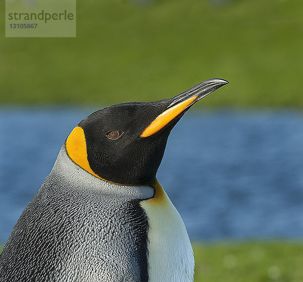 Königspinguin (Aptenodytes patagonicus); Volunteer Point  Falklandinseln