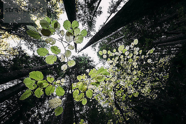 Grüne Blätter an einem Baum mit Blick auf die hohen Baumstämme in einem Wald; Kalifornien  Vereinigte Staaten von Amerika