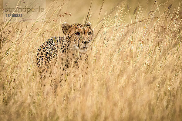Gepard (Acinonyx jubatus) steht im langen Gras in der Savanne  Maasai Mara National Reserve; Kenia