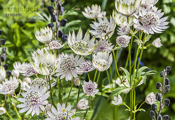 Rosa  grüne und weiße Astrantia-Blüten in Blüte; England