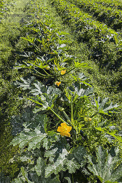 Detail von Reihen von Zucchinipflanzen  gelbe Blüten sind auf die Reihen verteilt; Palmer  Alaska  Vereinigte Staaten von Amerika