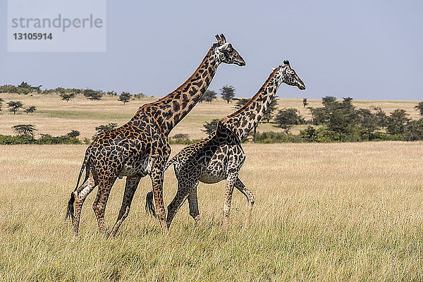 Zwei Massai-Giraffen (Giraffa camelopardalis tippelskirchii)  die Seite an Seite im Gras laufen  Maasai Mara National Reserve; Kenia