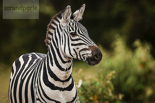 Nahaufnahme eines Steppenzebras (Equus quagga)  das in die Kamera schaut  Maasai Mara National Reserve; Kenia