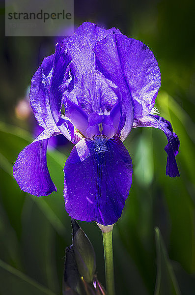 Nahaufnahme einer leuchtend violetten Irisblüte mit grünen Blättern im Hintergrund; Calgary  Alberta  Kanada