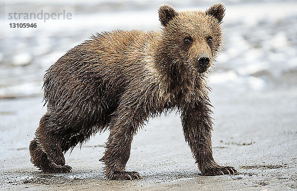 Kodiakbär (Ursus arctos middendorffi) beim Spaziergang an einem nassen Strand  Katmai National Park; Alaska  Vereinigte Staaten von Amerika