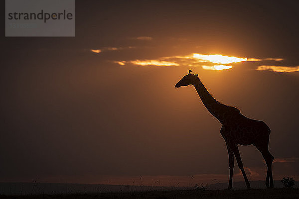 Gegenlicht-Massai-Giraffe (Giraffa camelopardalis tippelskirchii) am Horizont bei Sonnenuntergang  Maasai Mara National Reserve; Kenia