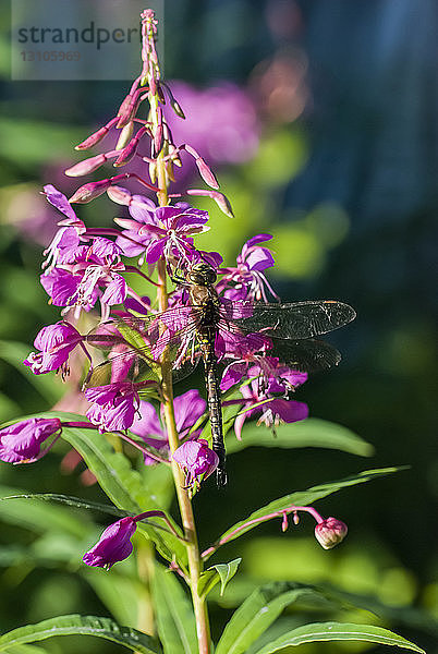 Libelle auf Fireweed; Sitka  Alaska  Vereinigte Staaten von Amerika