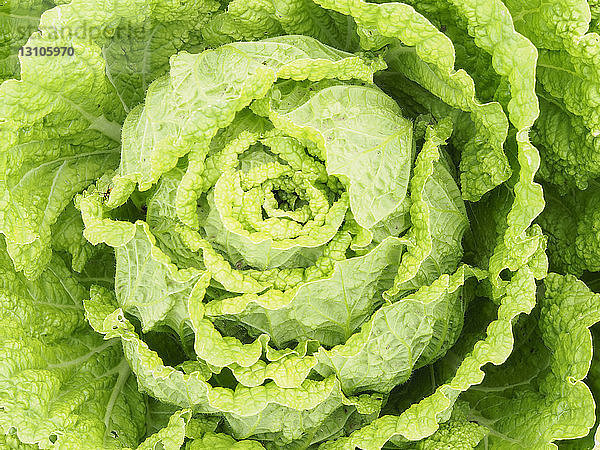 Salatpflanze; Upper Marlboro  Maryland  Vereinigte Staaten von Amerika
