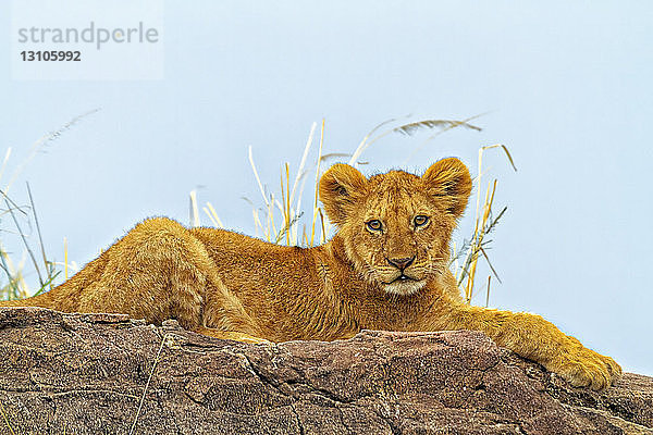 Löwenjunges (Panthera leo) auf einem Felsen liegend; Kenia