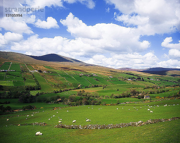 Sperrin Mountains  Grafschaft Tyrone  Irland