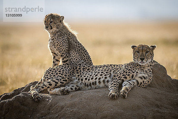 Beleuchteter Gepard (Acinonyx jubatus) neben einem Jungtier auf einem Termitenhügel  Maasai Mara National Reserve; Kenia