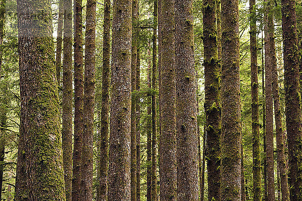 Moosbedeckte Baumstämme in einem Regenwald; Port Renfrew  British Columbia  Kanada