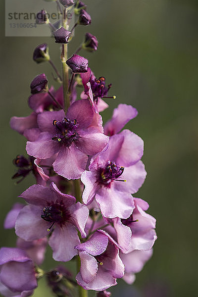 Mottenknöterich (Verbascum blattaria) blüht in einem Garten in Oregon; Astoria  Oregon  Vereinigte Staaten von Amerika