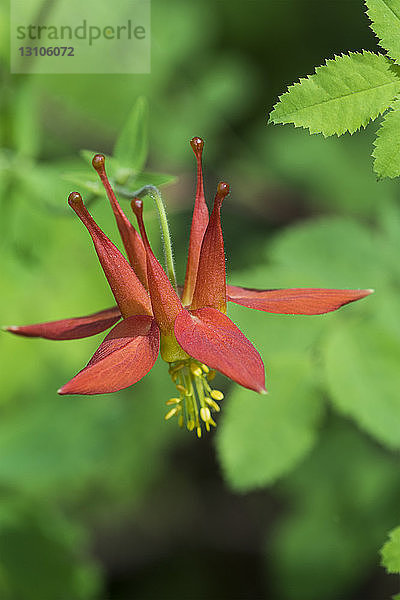 Akelei (Aquilegia) blüht entlang des Weges zum Gipfel des Saddle Mountain; Elsie  Oregon  Vereinigte Staaten von Amerika