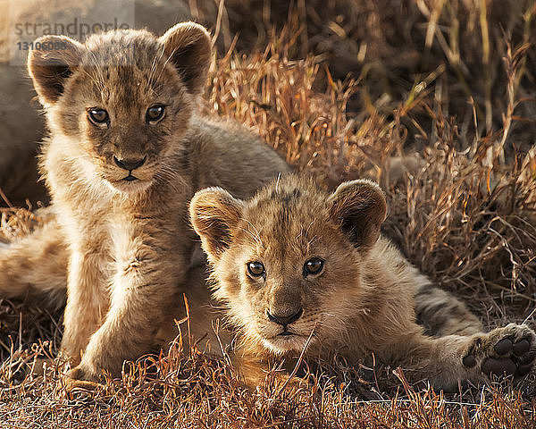 Löwenjunge (Panthera leo) bei Sonnenuntergang im Ngorongoro-Krater; Tansania