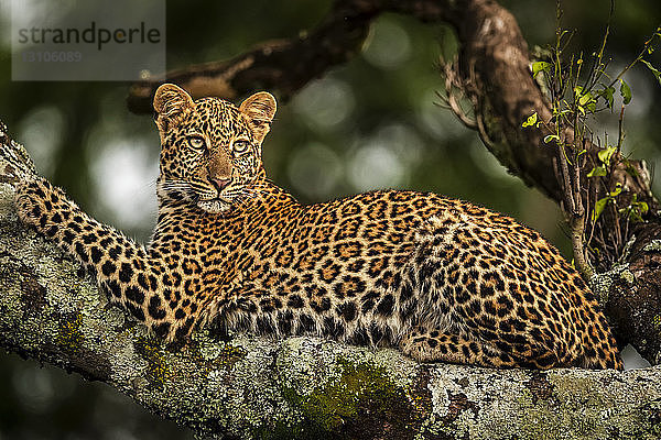 Nahaufnahme eines Leoparden (Panthera pardus)  der auf einem mit Flechten bedeckten Ast liegt und zurückblickt  Maasai Mara National Reserve; Kenia