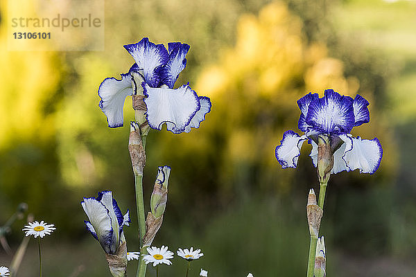 Bart-Irisblüten in einem Garten in Oregon; Astoria  Oregon  Vereinigte Staaten von Amerika