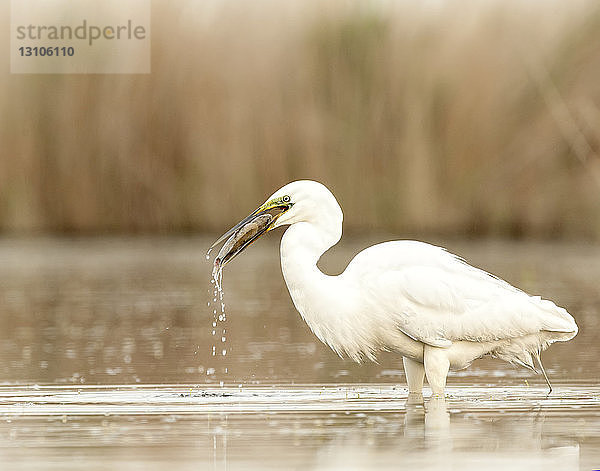 Silberreiher (Ardea alba)  Kiskunsagi-Nationalpark; Pusztaszer  Ungarn