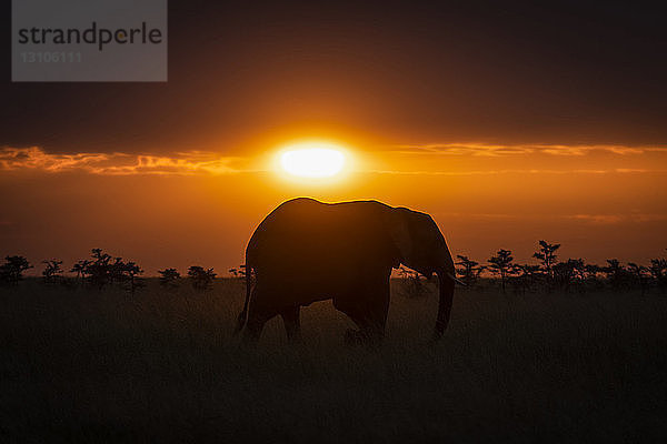 Afrikanischer Buschelefant (Loxodonta africana)  Silhouette am Horizont bei Sonnenuntergang  Maasai Mara National Reserve; Kenia