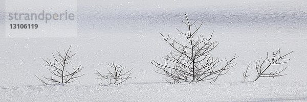 Laublose Bäume mit Schatten im glitzernden  sauberen weißen Schnee; Thunder Bay  Ontario  Kanada