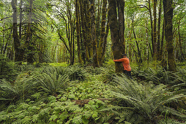 Ein Mann steht an einen Baum geschmiegt in einem Regenwald mit moosbewachsenen Bäumen und Farnen in der Nähe des Cowichan-Sees; British Columbia  Kanada