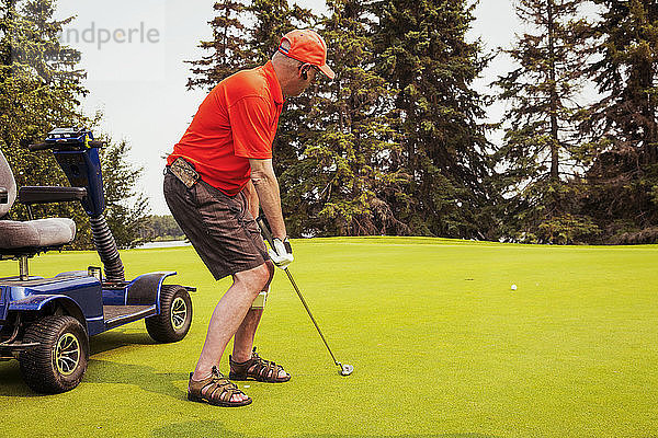 Ein körperlich behinderter Golfer  der einen speziellen Rollstuhl benutzt  schlägt den Golfball mit seinem Putter und der Ball rollt in Richtung Loch; Edmonton  Alberta  Kanada