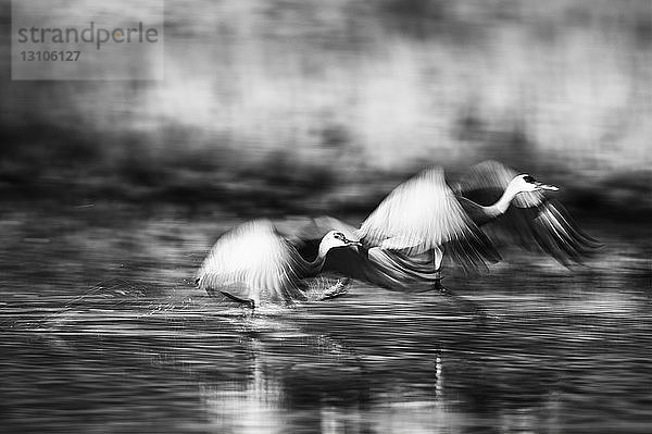 Sandhügelkraniche (Antigone canadensis) im Flug über der Wasseroberfläche  Bosque del Apache Wildlife Refuge; New Mexico  Vereinigte Staaten von Amerika