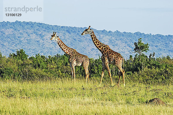 Zwei Giraffen (Giraffa) gehen auf Gras; Kenia