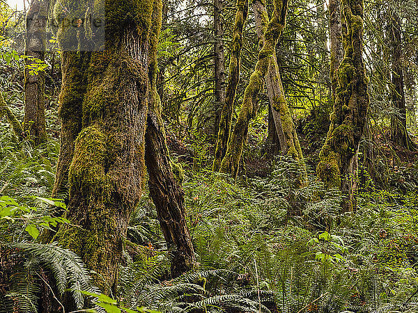 Dickes Moos hängt von den Bäumen eines Regenwaldes in der Nähe von Campbell River  British Columbia  Kanada